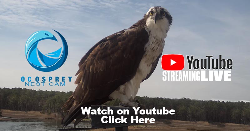 Youtube OC Osprey